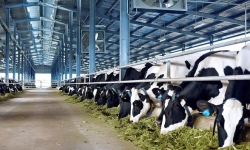 Vinamilk dự kiến đầu tư dự án nuôi bò sữa và bò thịt với tổng mức đầu tư 1.200 tỷ đồng tại Hà Tĩnh