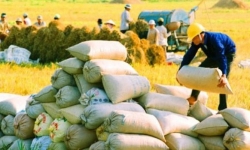Được tháo 'gông', xuất khẩu gạo vẫn chưa thoát đà suy thoái