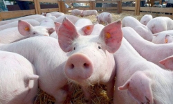 Nguồn cung thiếu hụt, giá lợn hơi sẽ tiếp tục tăng cao