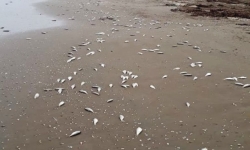 Cá lại chết trắng dạt vào bãi biển ở Hà Tĩnh