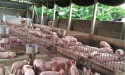 Giá thịt lợn tiếp tục xu hướng tăng