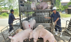 Vì sao giá lợn hơi tăng chóng mặt?