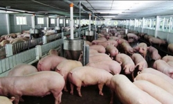 Khủng hoảng thịt lợn: Mỗi tháng Việt Nam thiếu 70.000 tấn