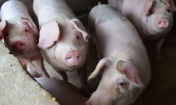'Sốt' giá thịt lợn đẩy lạm phát Trung Quốc lên đỉnh 8 năm