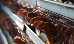Trung Quốc nguy cơ mất hàng trăm triệu con gà vì virus corona