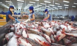 VASEP hiến kế phát triển ngành thủy sản Việt Nam hậu COVID-19