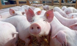 Lần đầu tiên Việt Nam cho nhập khẩu lợn sống
