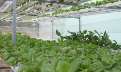 Đà Nẵng kêu gọi đầu tư vào 3 dự án nông nghiệp công nghệ cao
