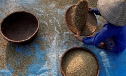Giá gạo xuất khẩu của Việt Nam chạm đỉnh trong hơn 8 năm