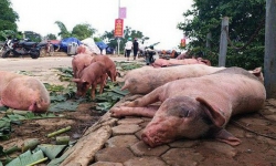 Kinh phí hỗ trợ phòng chống dịch tả lợn châu Phi hết hơn 13 nghìn tỷ đồng