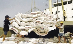 Xuất khẩu gạo bị hẫng sau thời gian 'sục sôi'