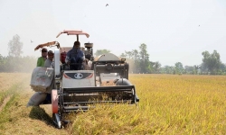 Nguy cơ xuất khẩu gạo sụt giảm do thiếu đầu ra