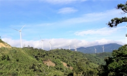 Quảng Trị thu hồi, chuyển đổi hơn 16ha đất rừng xây dựng Nhà máy điện gió Phong Huy 1.600 tỷ đồng
