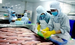 Xuất khẩu cá tra sang Trung Quốc gặp khó