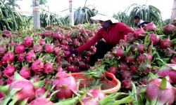 Hoa quả Việt xuất sang Trung Quốc: Nhiều tiềm năng còn bỏ ngỏ