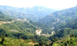 Bộ Nông nghiệp đề nghị Quảng Nam cân nhắc việc chuyển mục đích sử dụng rừng để làm đường