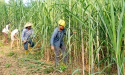Bộ Công Thương điều tra chống bán phá giá một số sản phẩm đường mía xuất xứ từ Thái Lan