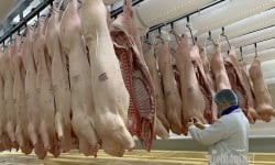 Nhập nửa triệu con lợn Thái Lan, mùa Tết giá thịt vẫn ồ ạt tăng