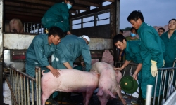 Việt Nam ngừng nhập khẩu lợn sống từ Thái Lan