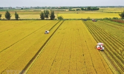 Cấp bách tái cấu trúc ngành lúa gạo - Bài cuối: Làm gì để nâng cao vị thế hạt gạo?