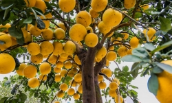 Vườn bưởi cổ thụ trĩu quả giá trăm triệu mỗi cây chơi Tết ở Hưng Yên