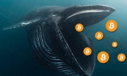 ‘Cá voi’ bắt đáy, Bitcoin chuẩn bị tăng mạnh?