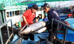 Cá ngừ Việt Nam chưa biết sử dụng lợi thế từ các hiệp định thương mại