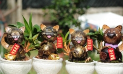 Thu hàng trăm triệu đồng từ bán bonsai hình mèo
