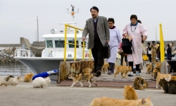 Hàng trăm con mèo 'chiếm đóng' hòn đảo giữa biển khơi