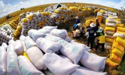 Giá gạo xuất khẩu tăng cao, một quốc gia chọn mua lượng gạo lớn từ Việt Nam