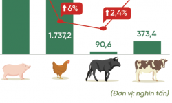 Toàn cảnh ngành chăn nuôi: Liên tục thua lỗ, vẫn nhập khẩu khủng