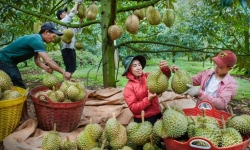 'Vua trái cây' Việt đổ bộ Trung Quốc, thị phần của Thái Lan giảm mạnh