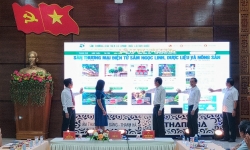Quảng Nam ra mắt sàn thương mại điện tử về sâm Ngọc Linh
