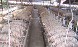 Cần xây dựng vùng an toàn dịch bệnh cho ngành chăn nuôi xuất khẩu