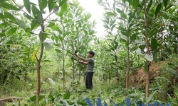 World Bank chi 5,7 triệu USD cho dự án quản lý, bảo vệ rừng