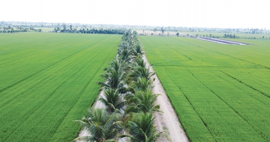 Cơ chế đất đai là vướng mắc hàng đầu trong hút đầu tư nông nghiệp tại Đồng bằng sông Cửu Long