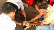 Tỷ lệ tiêm vacxin phòng dại cho đàn chó, mèo của Đồng Nai chỉ đạt 21,7%