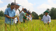 Hậu Giang mở rộng vùng chuyên canh lúa chất lượng cao lên 28.000ha