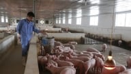 Chiếm 5,5% số lợn bị tiêu hủy cả nước, Hòa Bình cần công bố dịch ASF