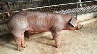 Giá heo hơi ngày 26/6/2024: Hơn 99% đàn lợn tại Bắc Kạn chưa tiêm vacxin ASF