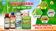 Muỗi hành gây hại và cách phòng trừ