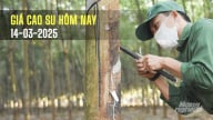 Giá cao su hôm nay 14/3/2025: Thế giới đồng loạt tăng