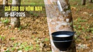 Giá cao su hôm nay 15/3/2025: Quay đầu giảm mạnh