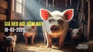 Giá heo hơi hôm nay 19/3/2025: Rơi xuống dưới mốc 80.000 đ/kg