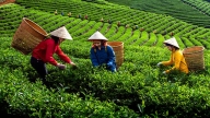 Thái Nguyên đào tạo nghề cho 4.000 lao động nông thôn