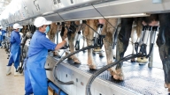 Hiện đại hóa trong chăn nuôi: [Bài 3] Mũi nhọn phát triển kinh tế