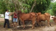 Tây Ninh phát triển bò thịt chất lượng cao: [Bài 1] Nâng tầm vóc, chất lượng nhờ tinh bò ngoại