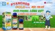 Pyanchor Gold 8.5EC thuốc chuyên trừ cỏ cho ruộng lúa