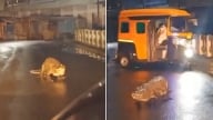 Cá sấu lang thang trên đường phố Ấn Độ sau mưa lớn