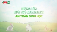 Hướng dẫn nuôi thỏ New Zealand trong chuồng lồng kinh tế cao nhất